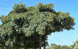 Ficus lutea. Крона взрослого дерева. Марокко, обл. Касабланка - Сеттат, г. Касабланка, в культуре. 08.01.2023.
