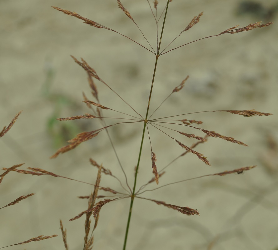 Image of Agrostis gigantea specimen.