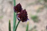 Allium atrosanguineum. Соцветие. Киргизия, Ошская обл., Памир, Заалайский хр., гребень пика Петровского, ≈ 4000 м н.у.м., каменистый сухой склон. 05.07.2022.