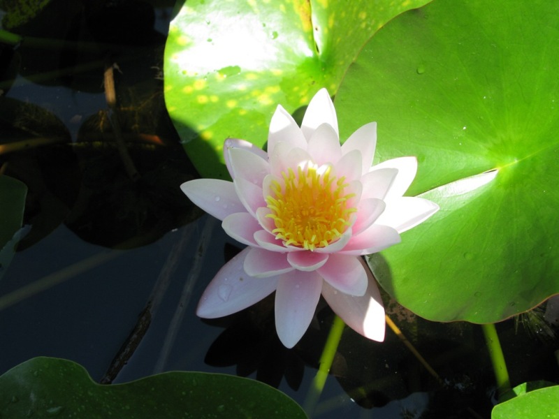 Image of Nymphaea odorata specimen.