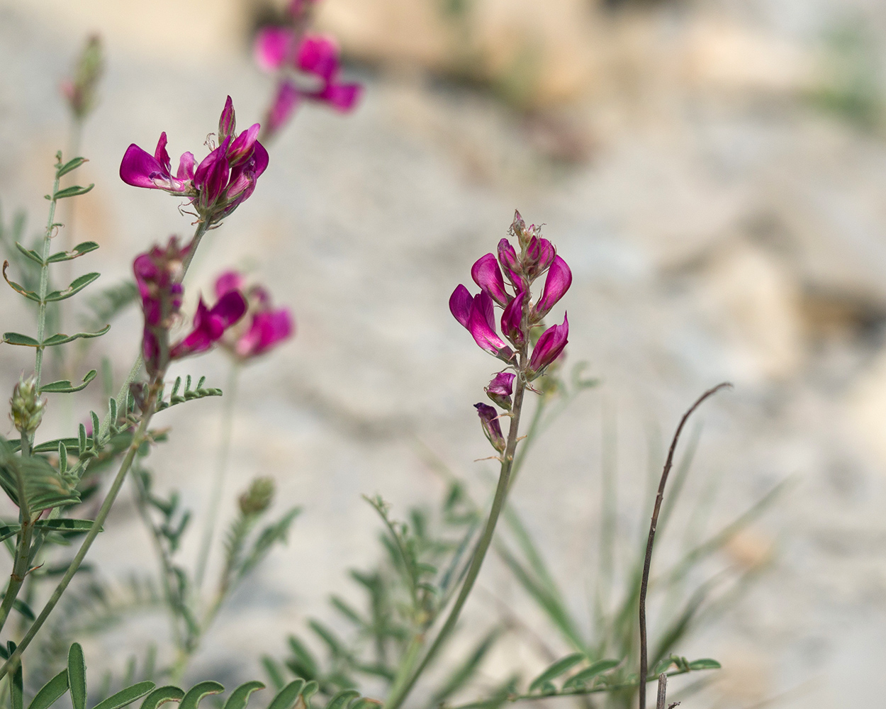 Изображение особи Hedysarum tauricum.