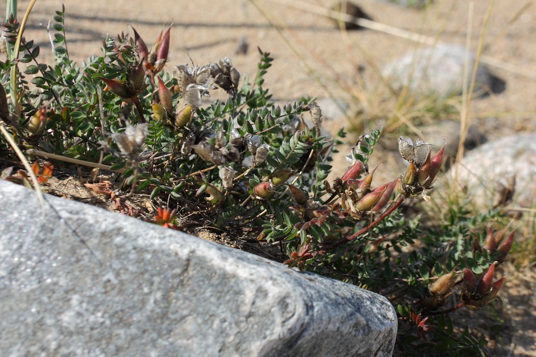 Image of Oxytropis sordida specimen.