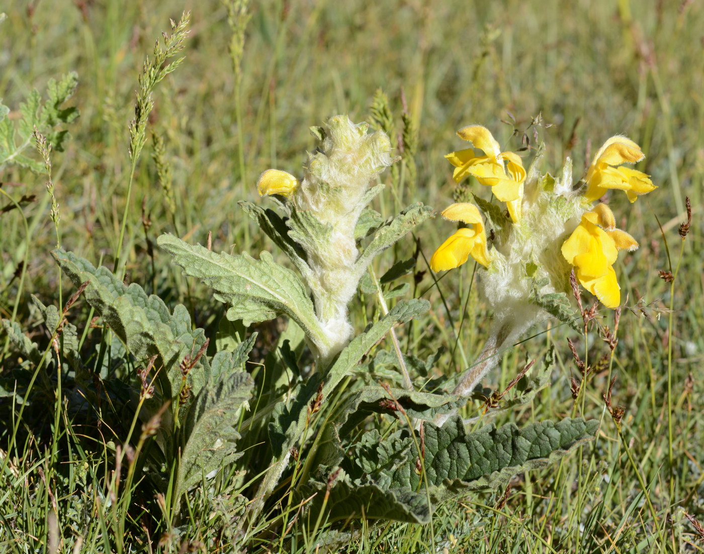 Image of Phlomoides speciosa specimen.