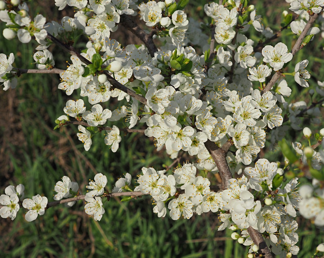 Image of Prunus spinosa specimen.