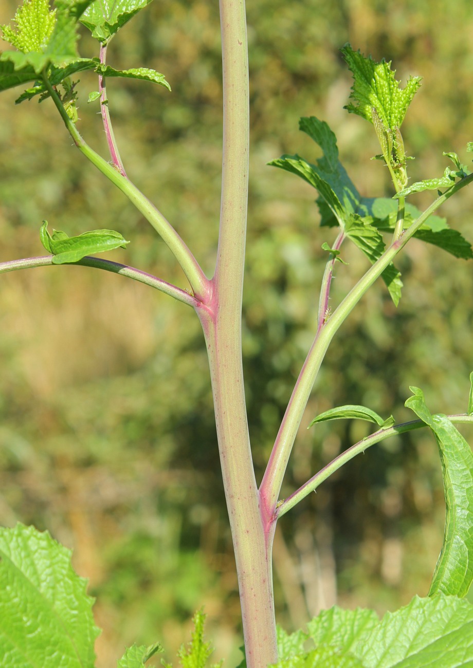 Изображение особи Brassica nigra.