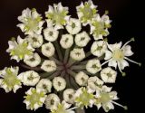 Смотреть изображение Thyselium palustre