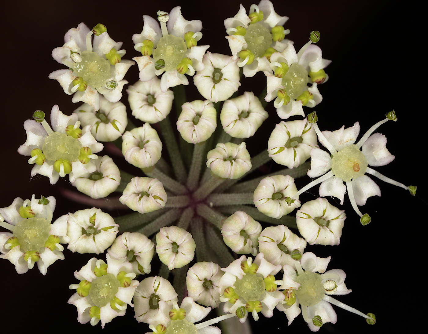 Изображение особи Thyselium palustre.