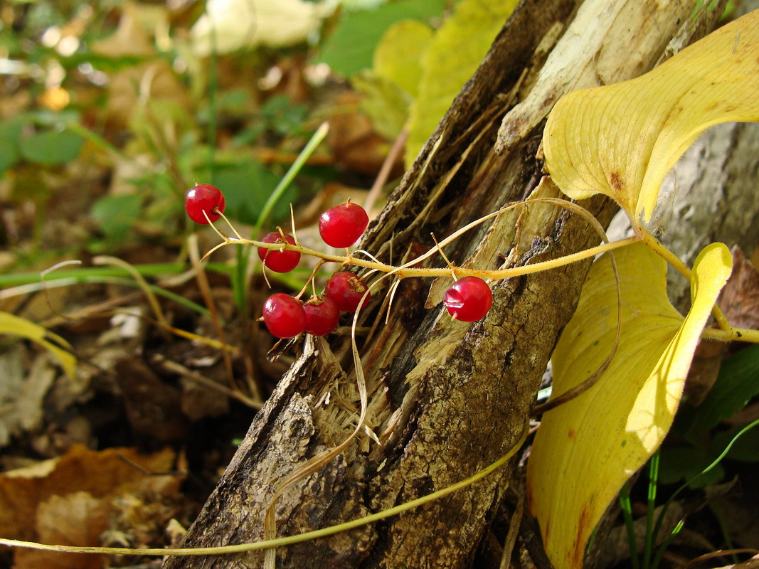 Image of Maianthemum bifolium specimen.