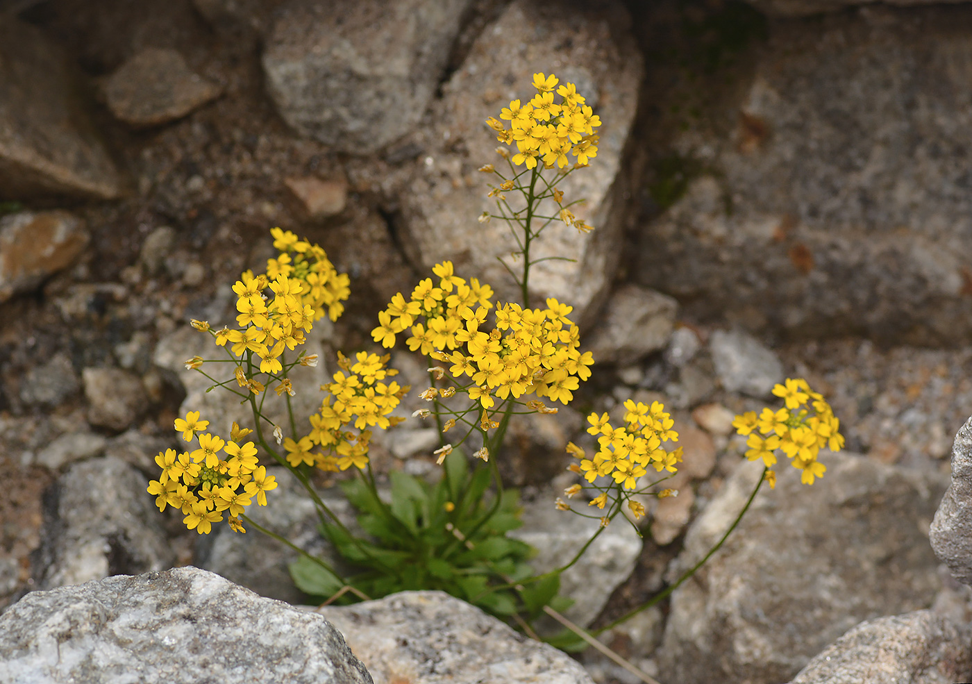 Image of Draba hispida specimen.