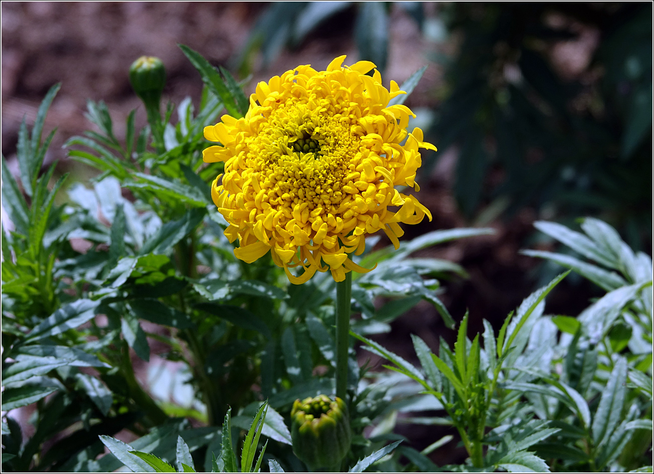 Image of Tagetes erecta specimen.