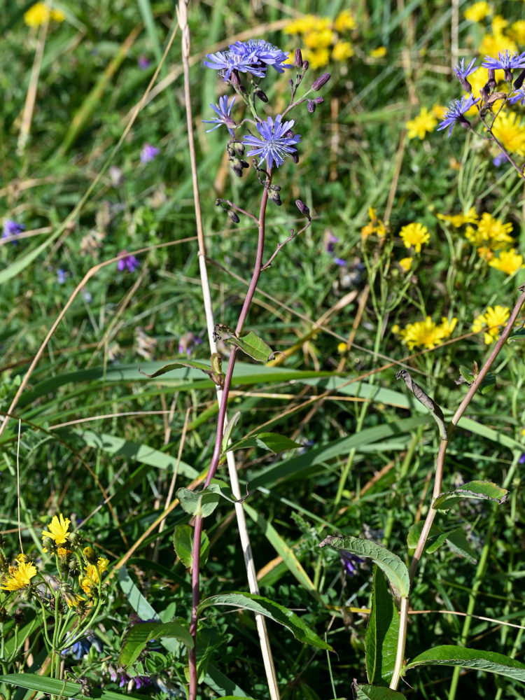 Image of Lactuca sibirica specimen.