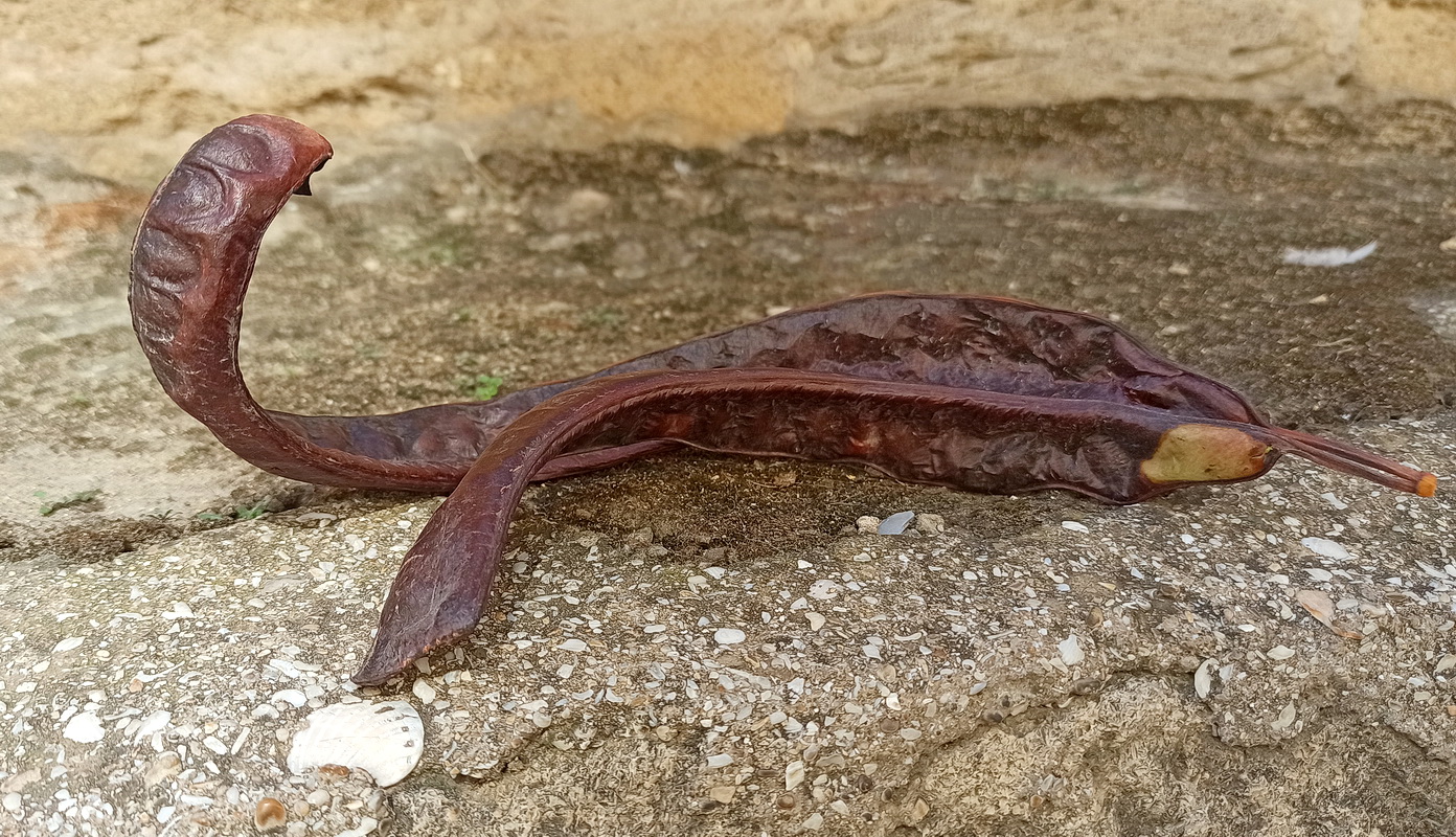 Image of genus Gleditsia specimen.