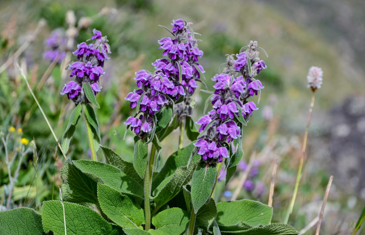 Image of Phlomoides oreophila specimen.