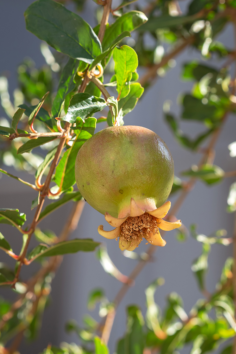 Image of Punica granatum specimen.