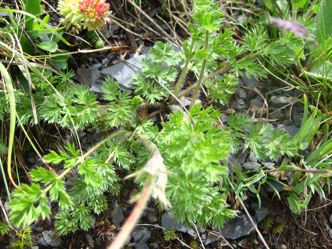 Image of Pulsatilla violacea specimen.