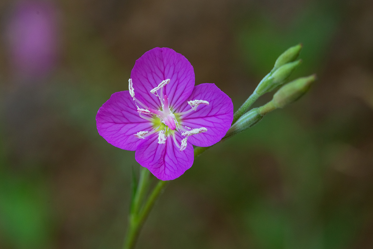 Image of Oenothera rosea specimen.