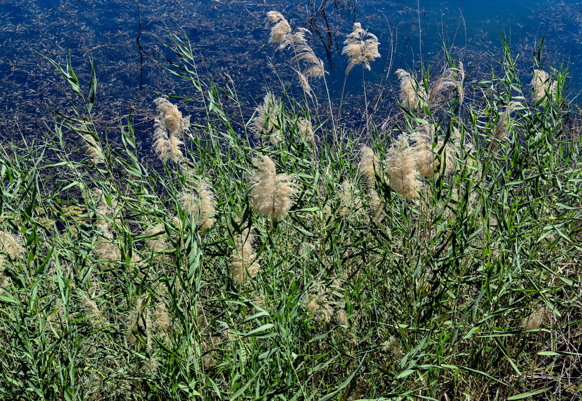 Image of Phragmites australis specimen.