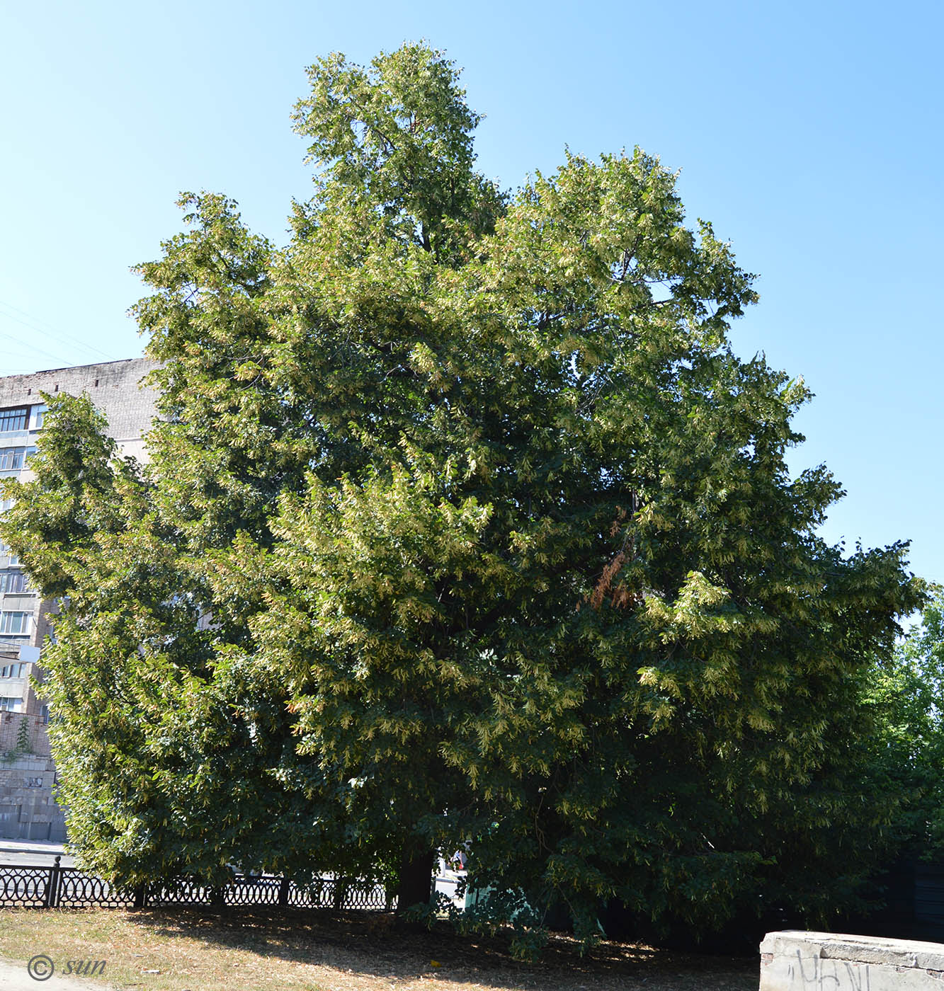 Image of Tilia cordifolia specimen.