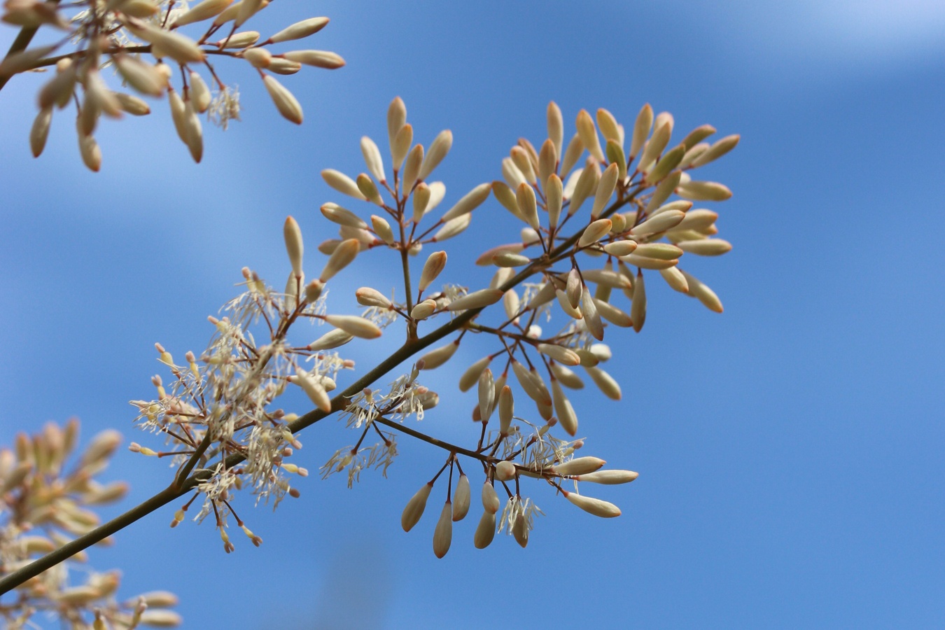 Изображение особи Macleaya cordata.