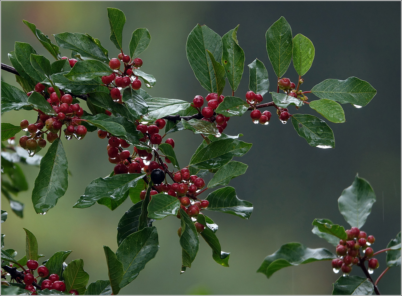 Image of Frangula alnus specimen.