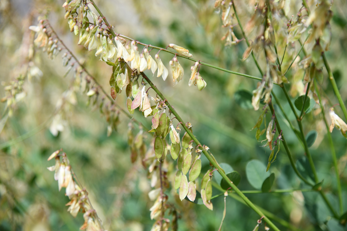 Изображение особи Hedysarum flavescens.