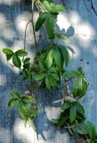 Passiflora caerulea. Часть побега. Черногория, г. Котор, в культуре. 09.07.2011.