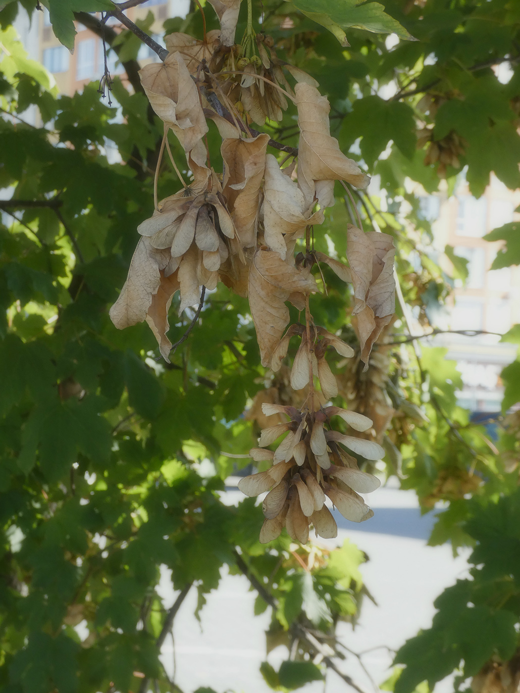 Image of Acer pseudoplatanus specimen.