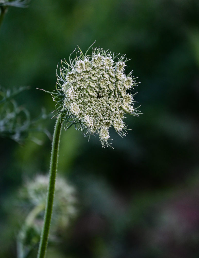 Image of Daucus sativus specimen.