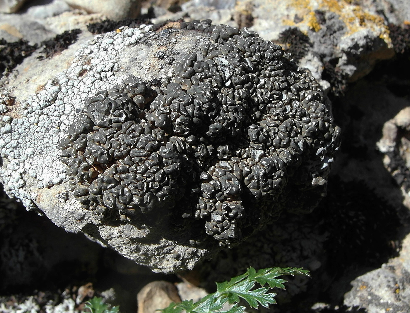 Image of Aspicilia albosparsa specimen.