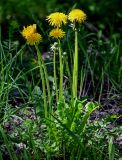 Taraxacum officinale. Цветущее растение. Брянская обл., г. Брянск, долина р. Десна, опушка широколиственного леса. 02.05.2024.