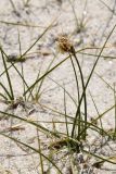 genus Carex. Цветущее растение. Таджикистан, Горно-Бадахшанская автономная обл., Ишкашимский р-н, Южно-Аличурский хр., пер. Тагаркаты, выс. ≈ 4168 м н.у.м., высокогорная песчано-галечниковая пустыня. 4 июля 2024 г.