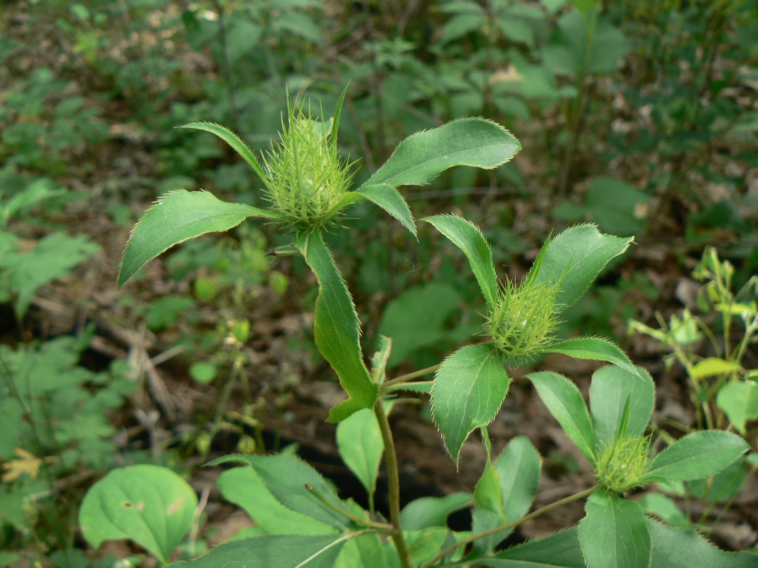 Изображение особи Atractylodes ovata.