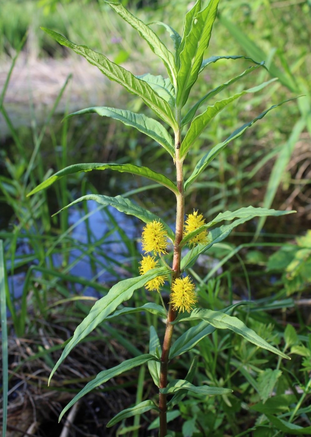 Image of Naumburgia thyrsiflora specimen.