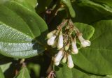 Viburnum suspensum