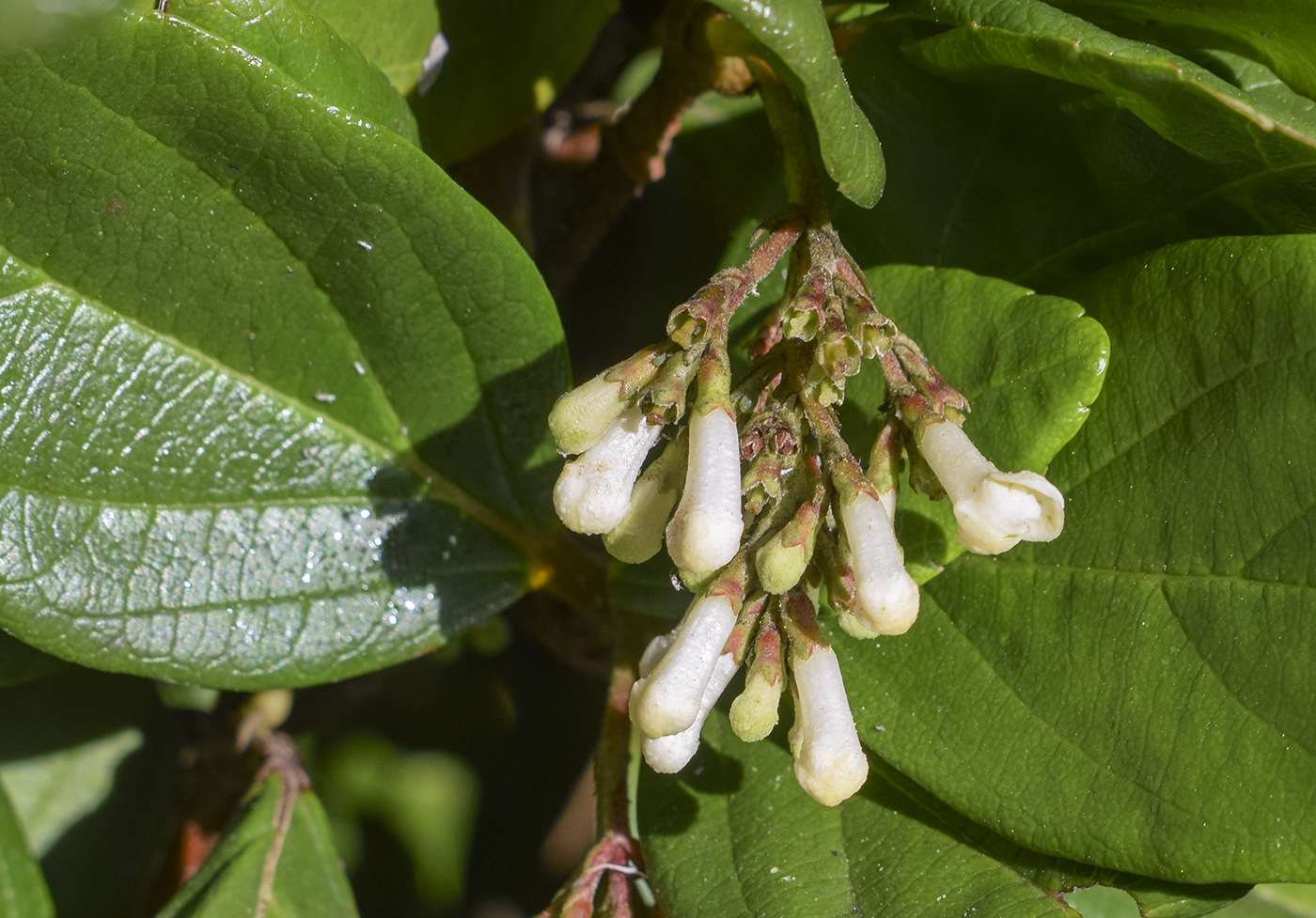 Изображение особи Viburnum suspensum.