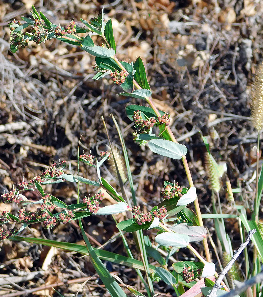 Image of Euphorbia nutans specimen.