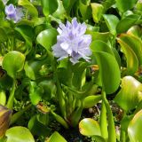 Смотреть изображение Eichhornia crassipes