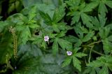 Geranium sibiricum. Верхушка цветущего растения. Костромская обл., г. Кострома, устье р. Кострома, у дороги. 29.06.2024.