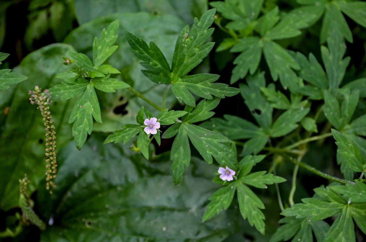 Image of Geranium sibiricum specimen.