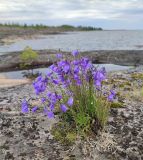 Campanula rotundifolia. Куртинка цветущих растений. Республика Карелия, Ладожское озеро, о-в Сюскюянсаари, скалы на берегу. Начало июля.