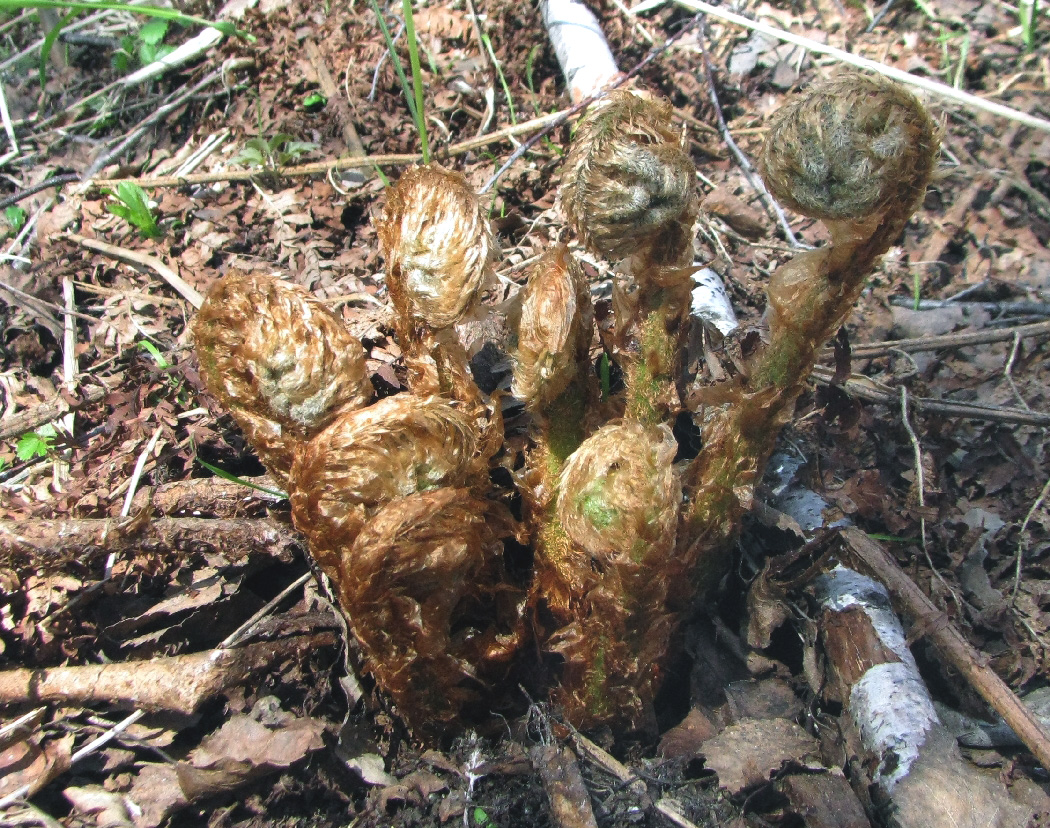 Image of Dryopteris filix-mas specimen.