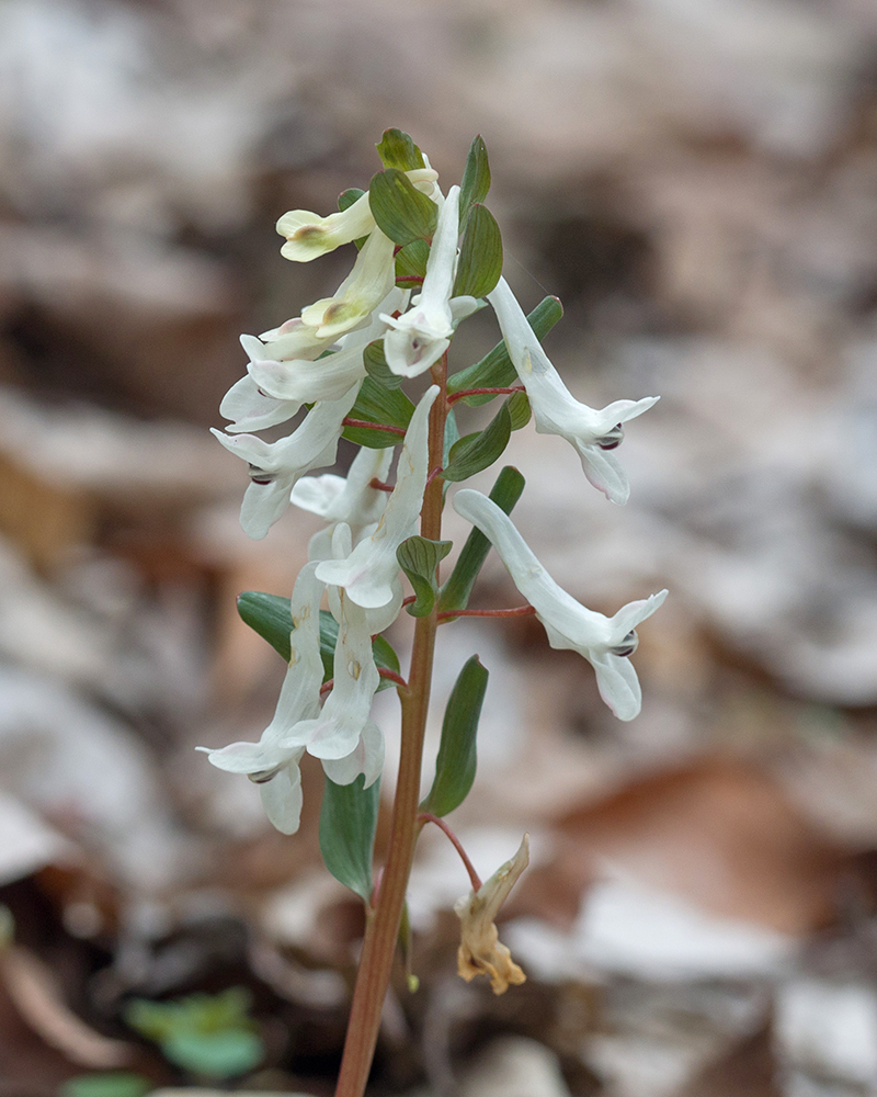 Image of genus Corydalis specimen.