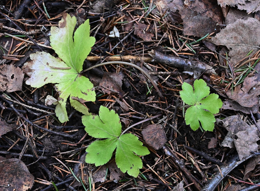 Image of Sanicula europaea specimen.