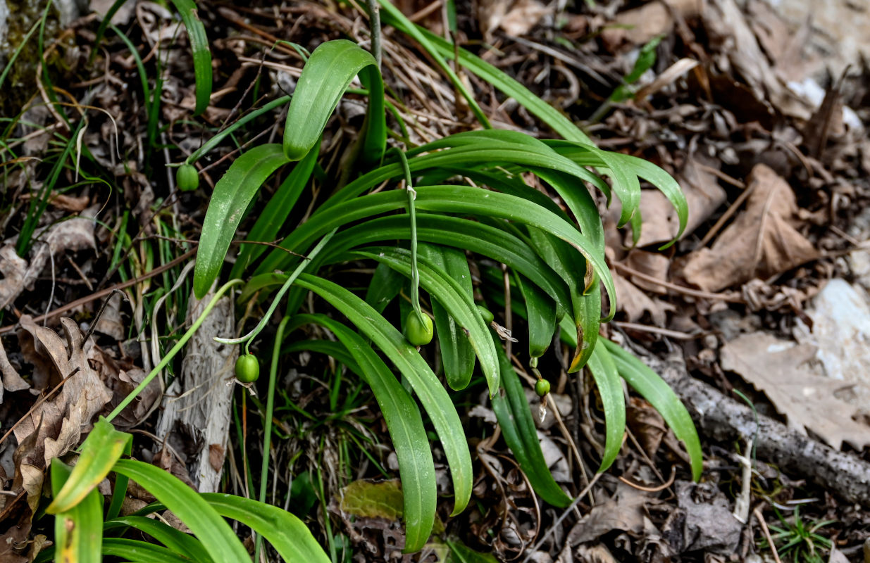 Image of Galanthus woronowii specimen.