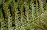 View full-size image Polystichum aculeatum