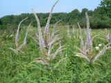 View full-size image Veronicastrum sibiricum