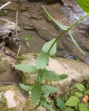 View full-size image Hypericum hirsutum