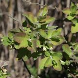 View full-size image Lonicera baltica