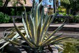 View full-size image Agave americana variety marginata