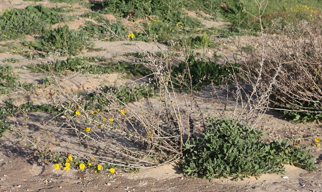 Изображение особи Heterotheca subaxillaris.